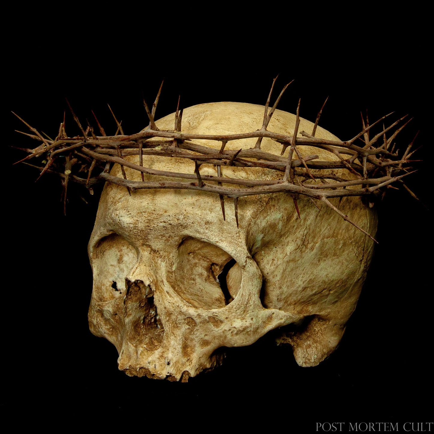 Front view of ossuary-style human skull replica highlighting the handcrafted sacred-art crown and realistic anatomical structure.