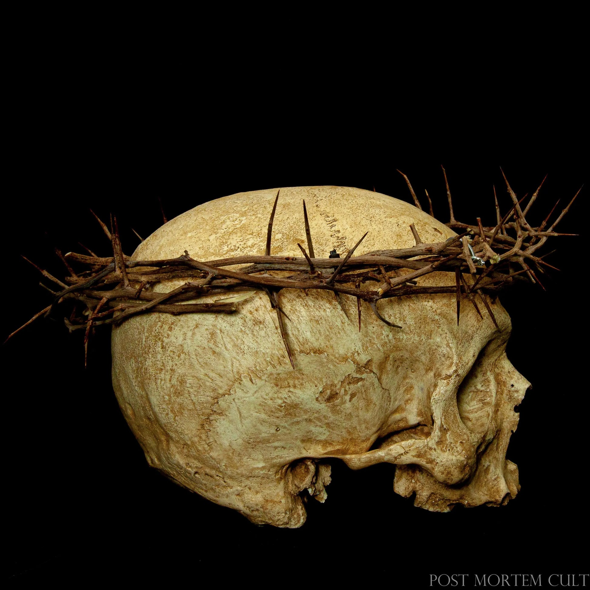 Hand-painted ossuary skull with crown of thorns, showing weathered bone texture and museum-quality craftsmanship.