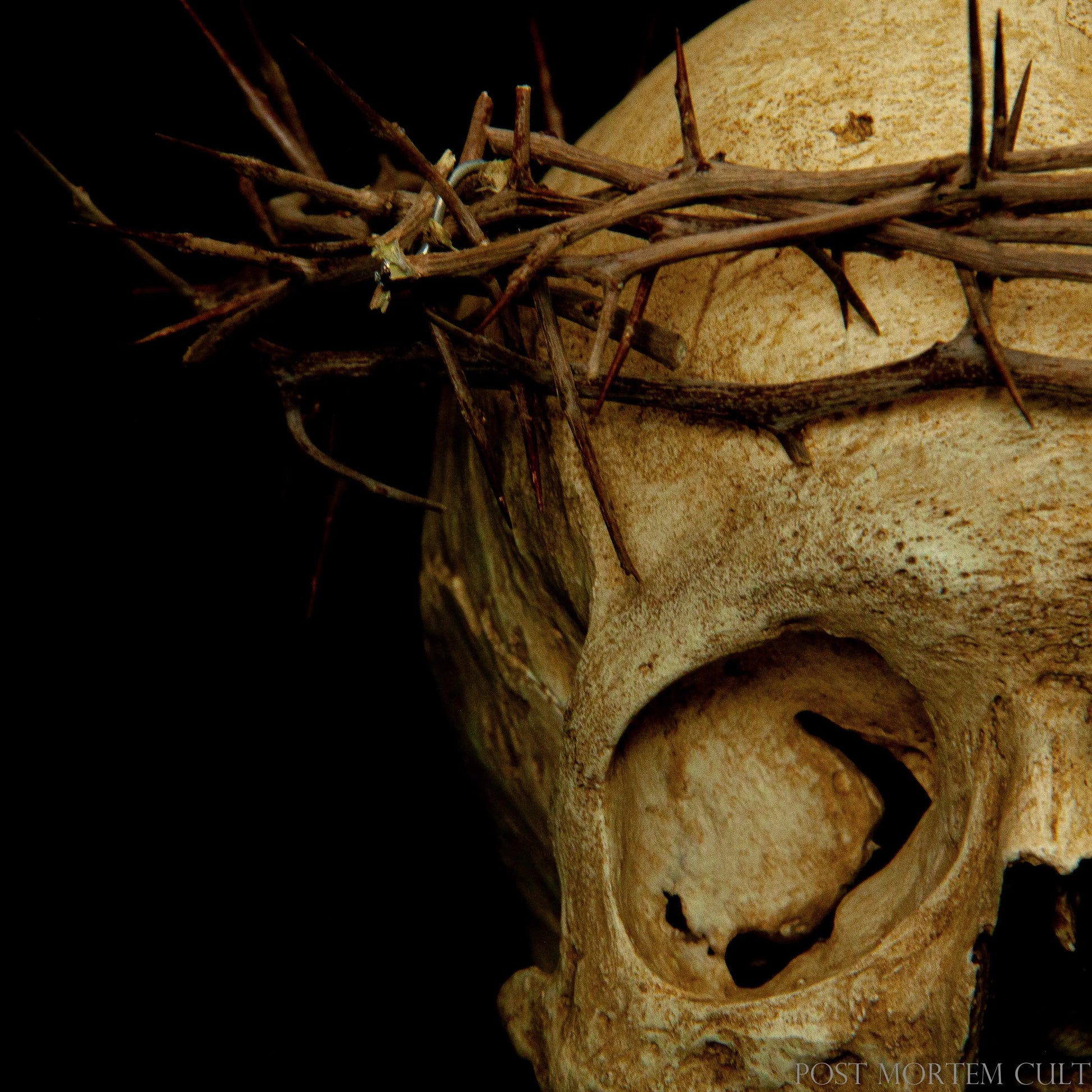 Side angle of realistic human skull model featuring natural wear patterns, crown of thorns and high-detail anatomical accuracy.