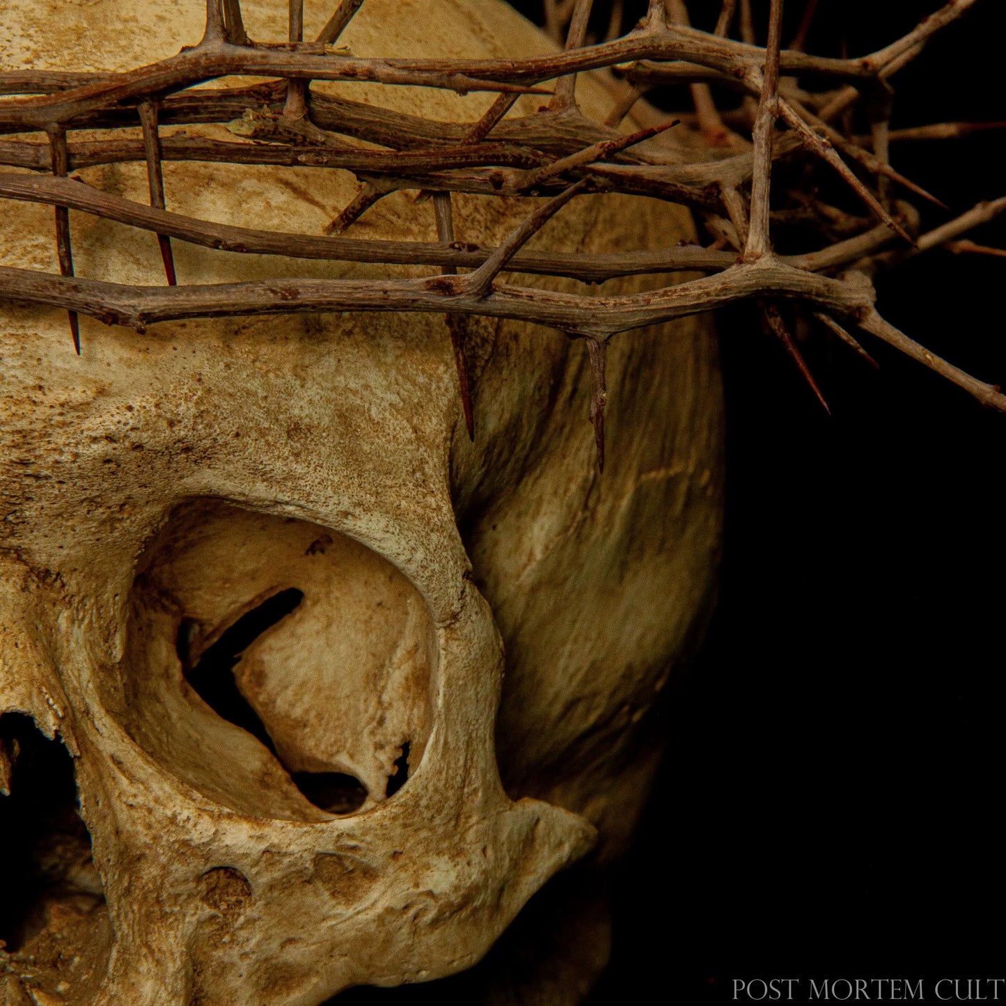 Artisan-crafted Devotio Skull with authentic ossuary aesthetics, textured bone surface and symbolic handcrafted thorn crown.