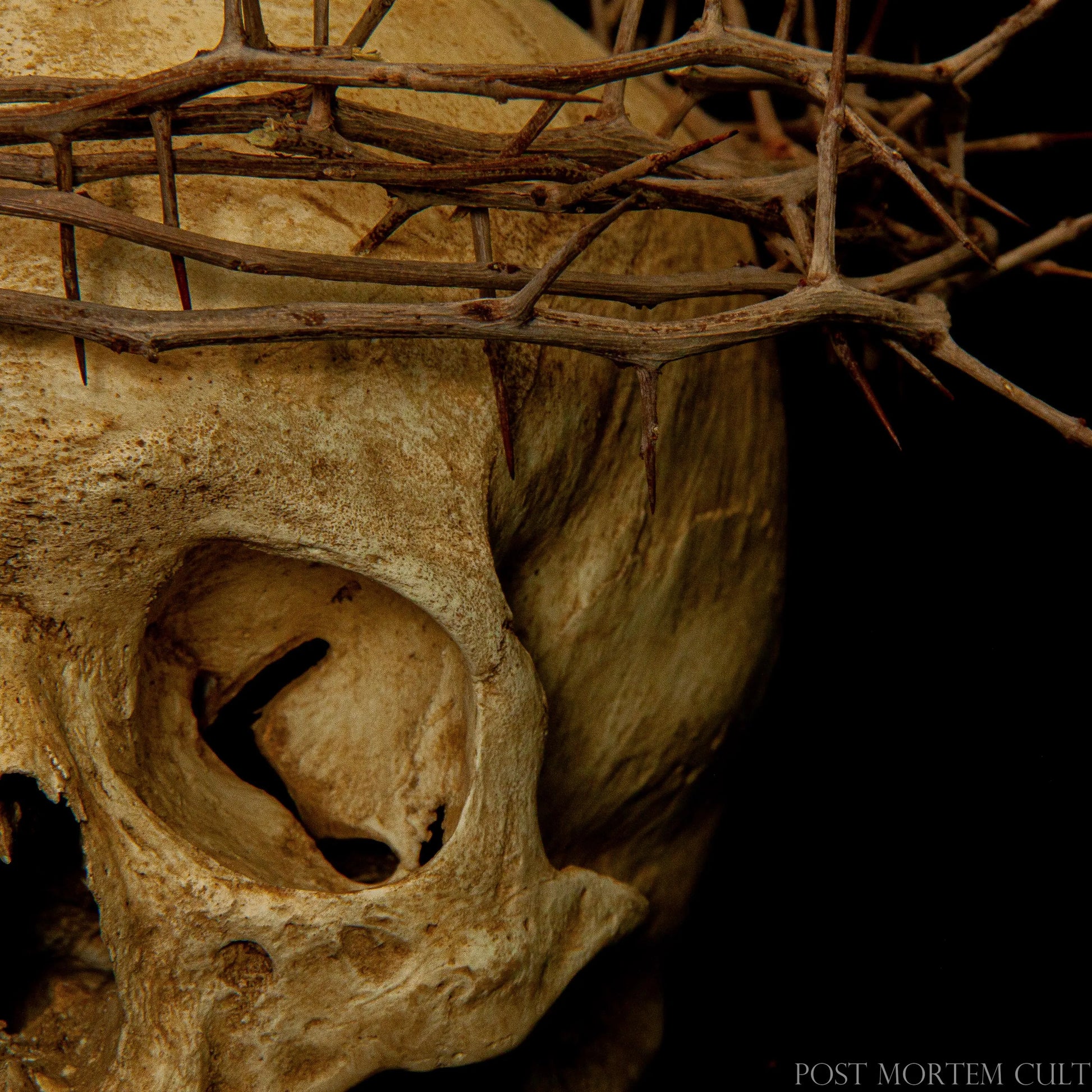 Artisan-crafted Devotio Skull with authentic ossuary aesthetics, textured bone surface and symbolic handcrafted thorn crown.