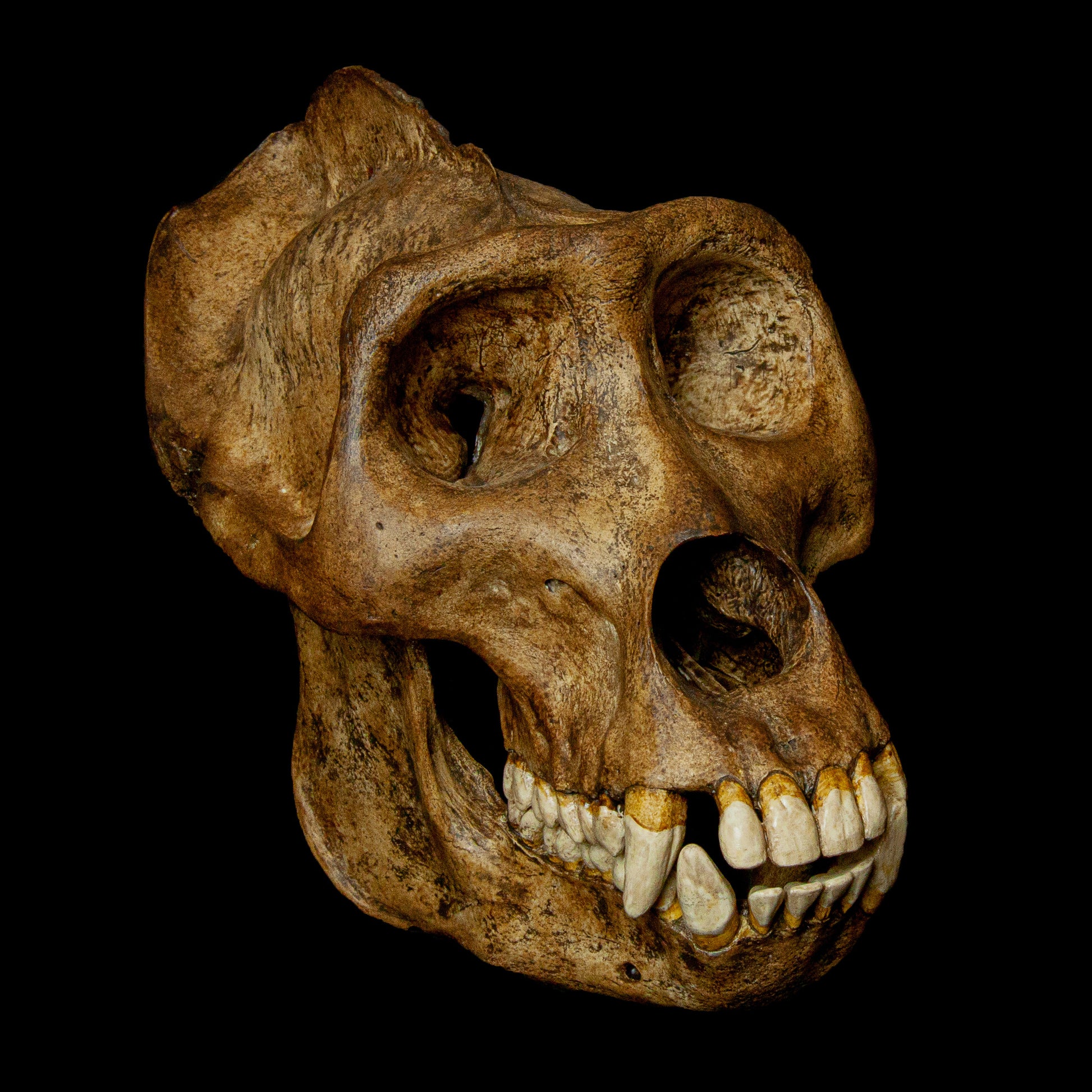 Explore Biological Accuracy: This male Gorilla skull replica is crafted with incredible attention to anatomical detail, making it perfect for anthropological studies and collectors of primate specimens.