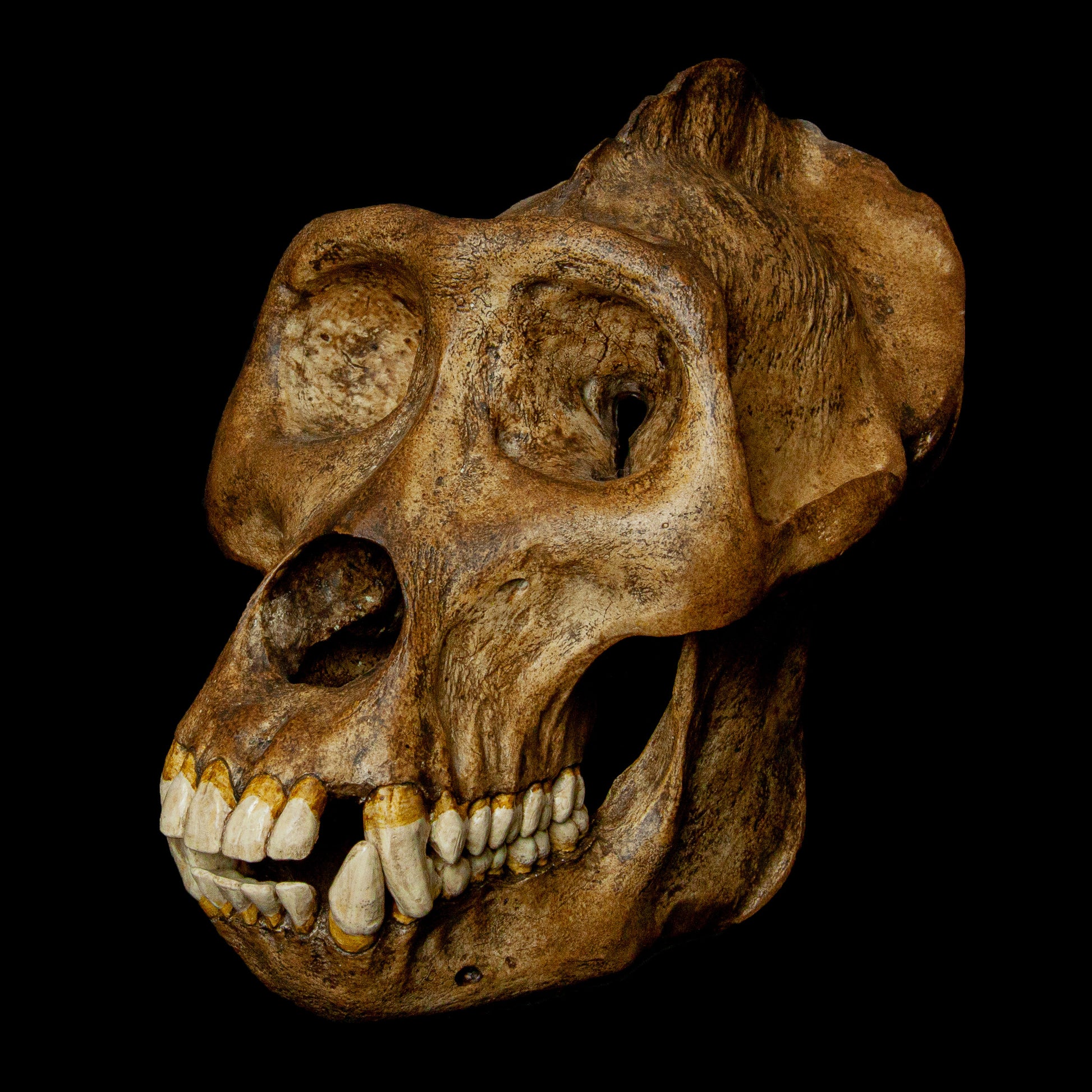 Authentic Gorilla Anatomy: Replicating the intricate features of a male Gorilla gorilla skull, this piece faithfully captures the skull’s unique contours and size, ideal for biology enthusiasts or researchers.