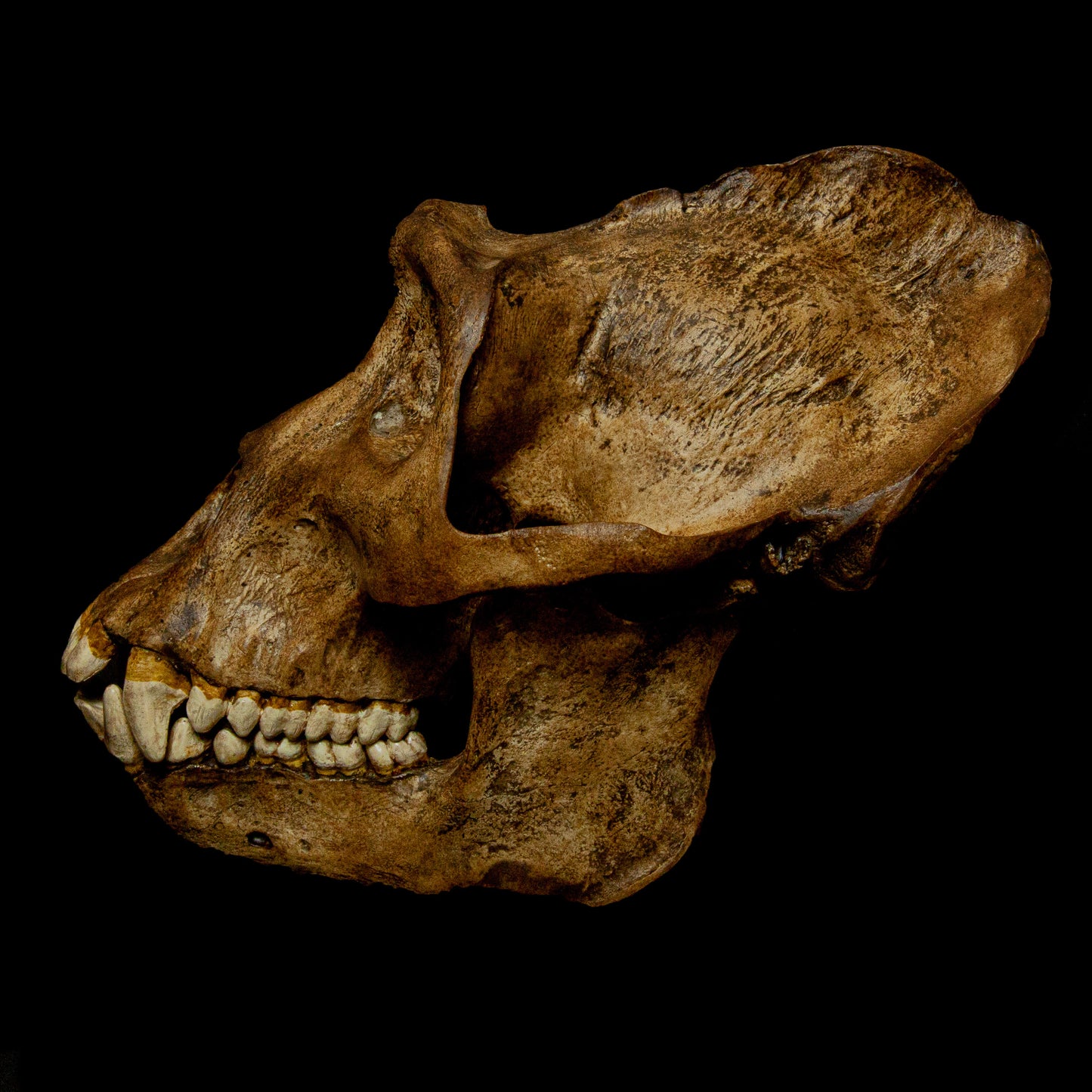 Educational Tool for Studies: Whether for biological anthropology or zoology studies, this skull replica serves as a valuable teaching tool for understanding primate anatomy and evolutionary traits.