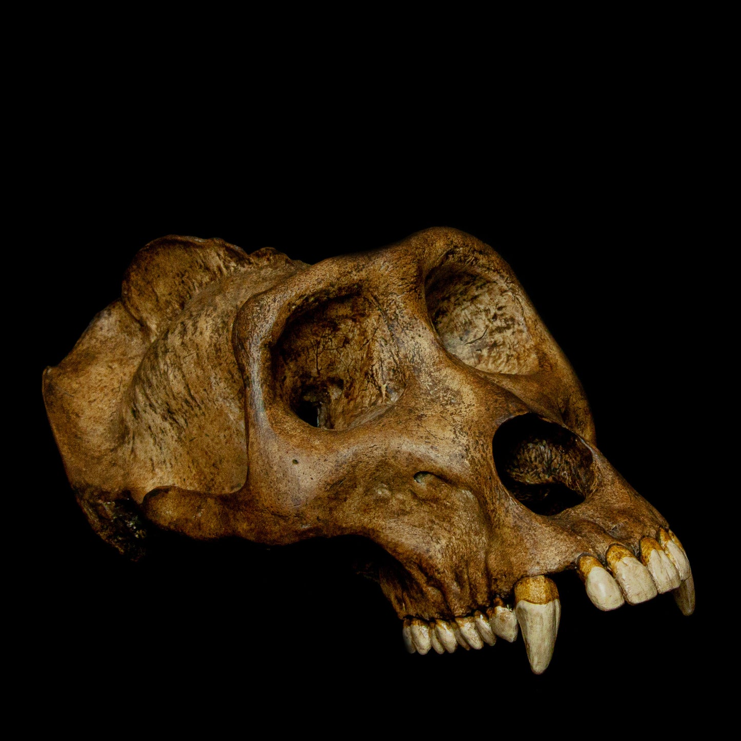 Museum-Quality Replica: Modeled after a real Gorilla skull, this piece meets the highest standards for museum-quality replicas, offering both accuracy and aesthetic appeal for discerning collectors.