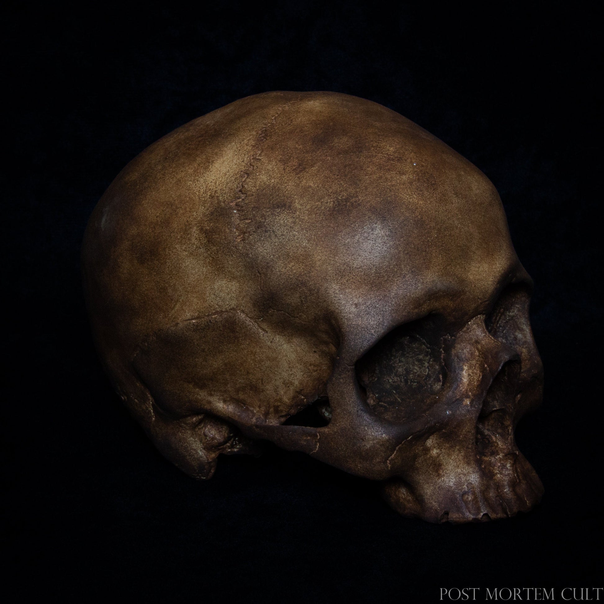 Realistic and Intricate Design: Crafted from durable polyurethane resin, this realistic human skull replica showcases dark hues and textured surfaces that replicate the wear and tear of time. Perfect for anatomy enthusiasts, it is both a decorative treasure and an educational asset.