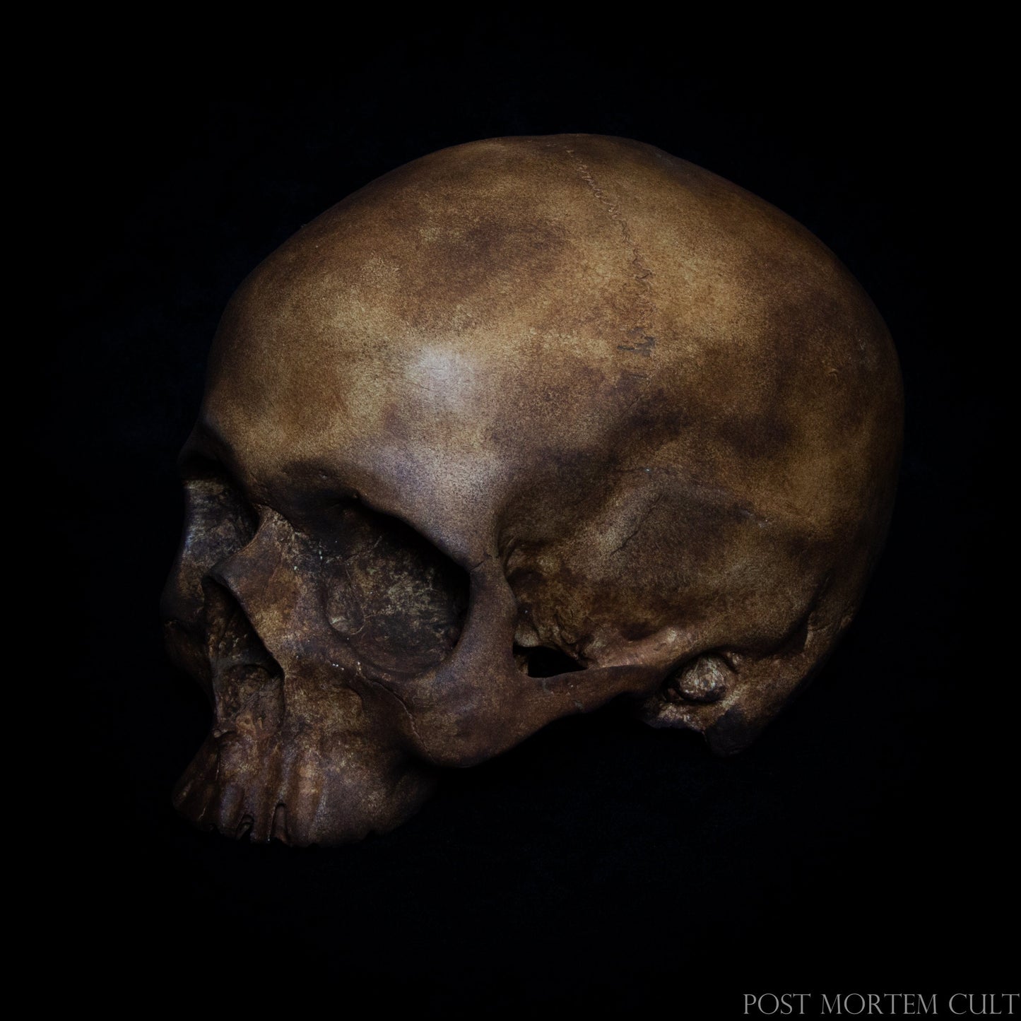 Authentic Dark Skull for Collectors: Bring a touch of mystery and sophistication with this dark human skull replica. Detailed with organic marks and earthy tones, it serves as an exceptional piece for home decor, artistic projects, or anatomical studies.