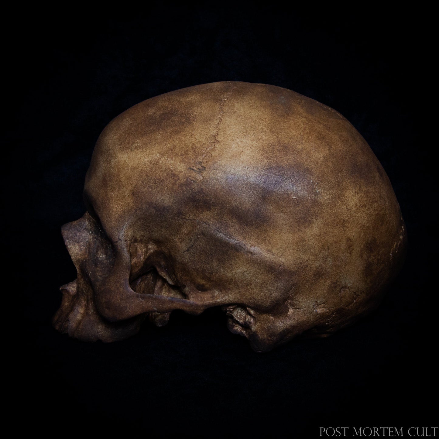 Perfect Fusion of Art and Science: This meticulously crafted human skull replica is designed with dark tones and subtle earthy textures, offering both visual appeal and scientific accuracy. A must-have for educators, decorators, and anatomy collectors.