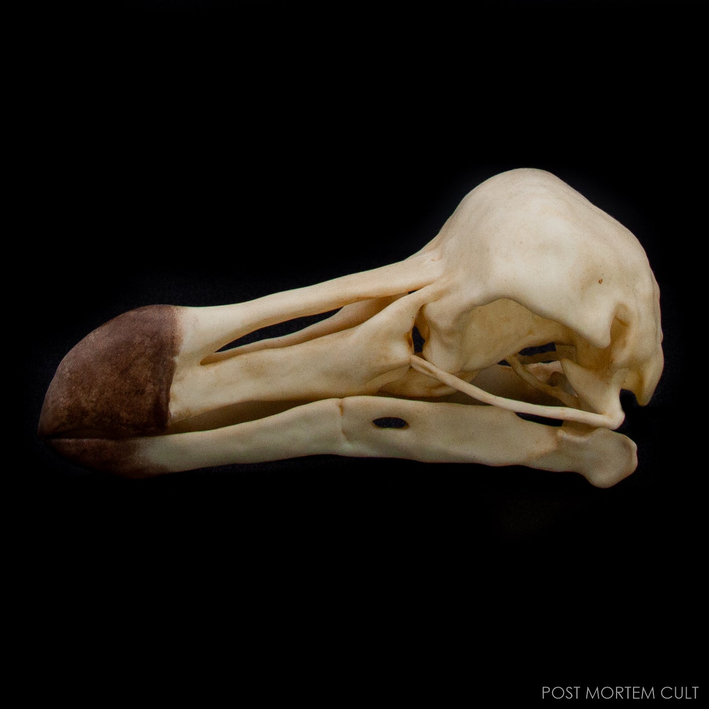 The Dodo skull replica photographed under natural light with realistic tones.