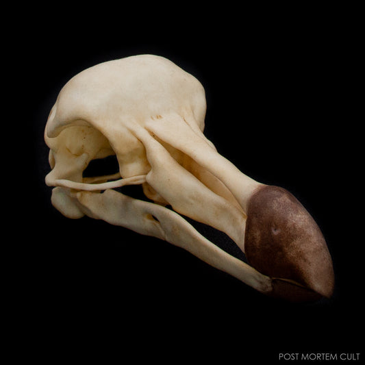 Side profile of the handcrafted Dodo skull replica with natural bone patina.