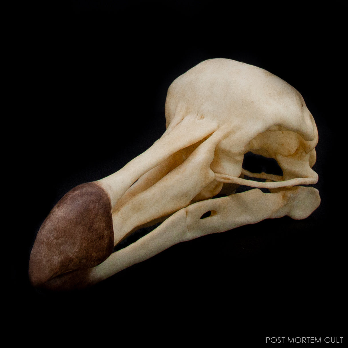 Close-up showing bone texture and surface detail of the Dodo skull.