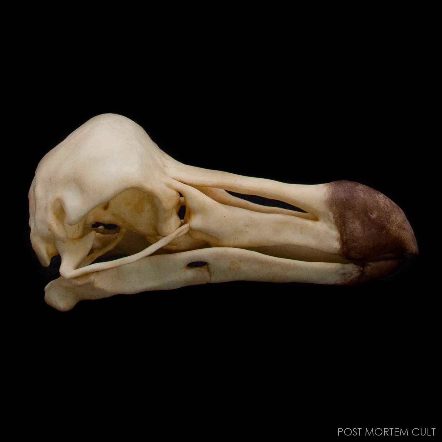 Top view of the Dodo Skull Replica highlighting anatomical precision.