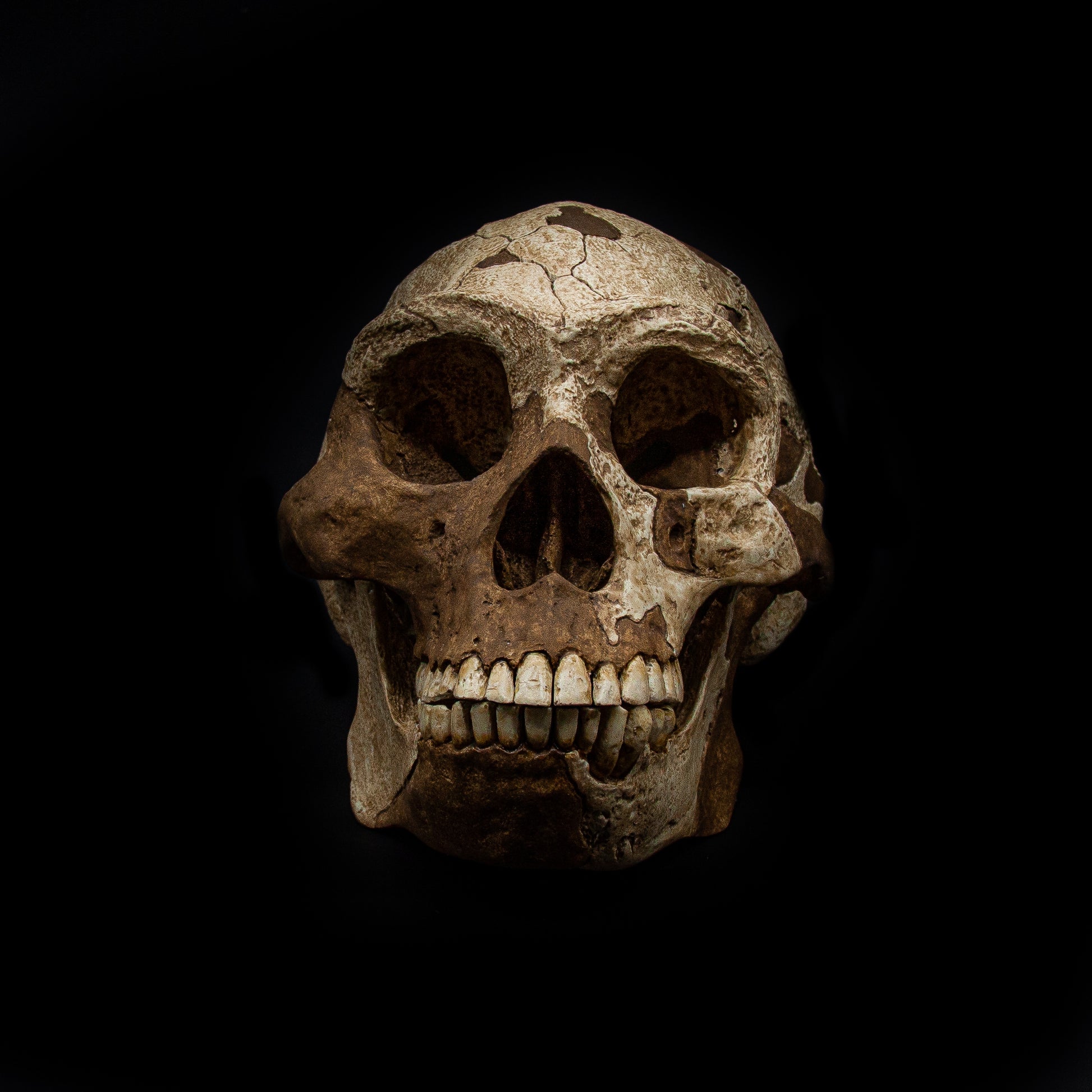 Front view of Homo erectus skull replica “Peking Man” – museum quality handcrafted fossil reproduction.