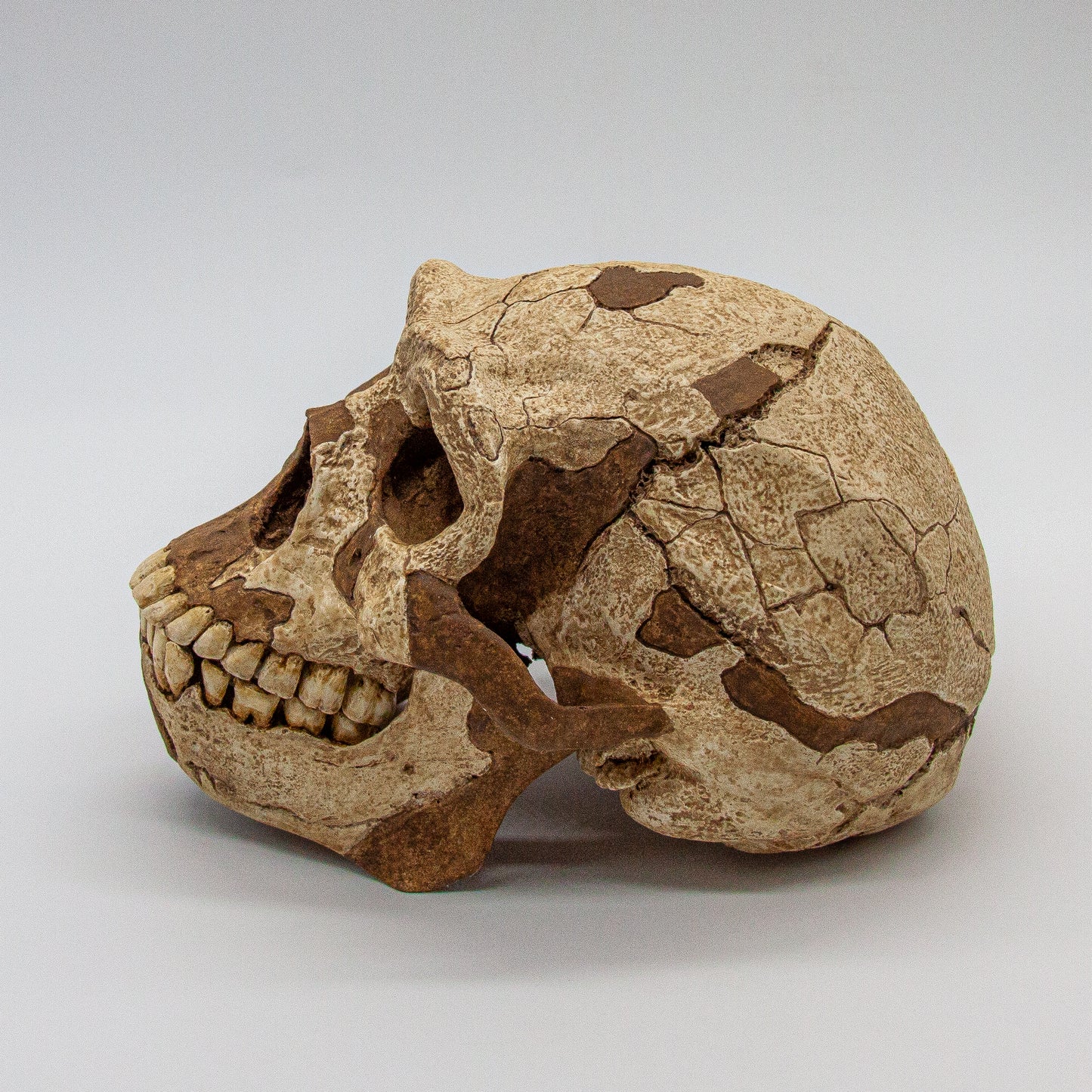 Educational replica of Homo erectus skull “Peking Man” – handcrafted and hand-painted for authenticity.
