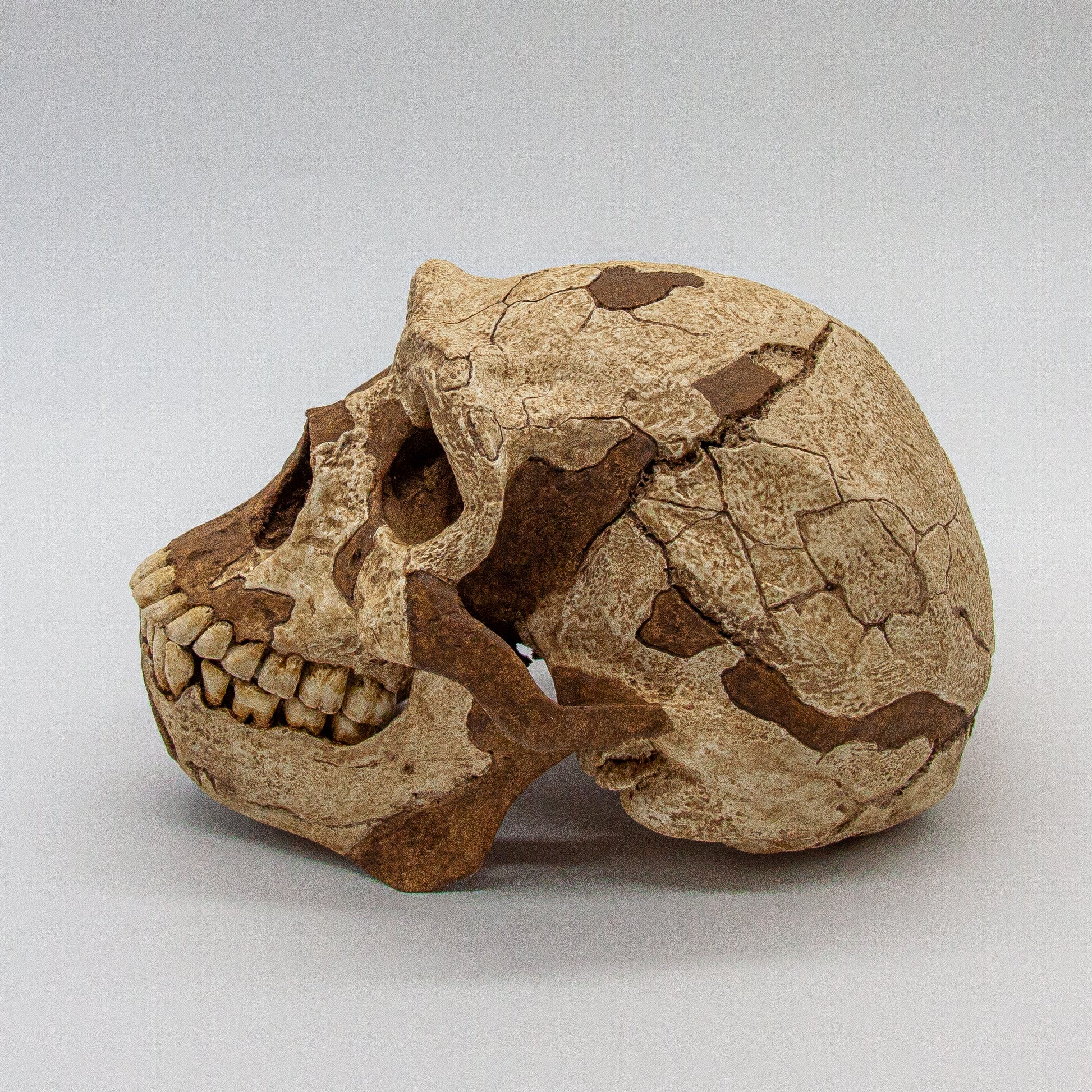 Educational replica of Homo erectus skull “Peking Man” – handcrafted and hand-painted for authenticity.