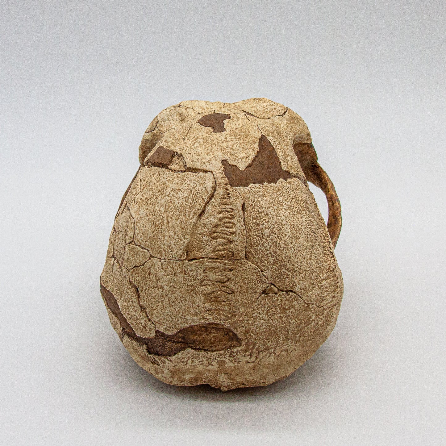 Realistic Homo erectus skull replica highlighting fossil details and scientific reconstruction.