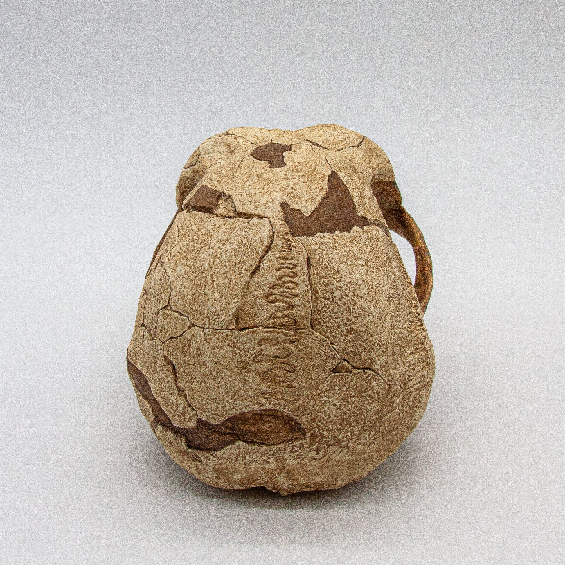 Realistic Homo erectus skull replica highlighting fossil details and scientific reconstruction.