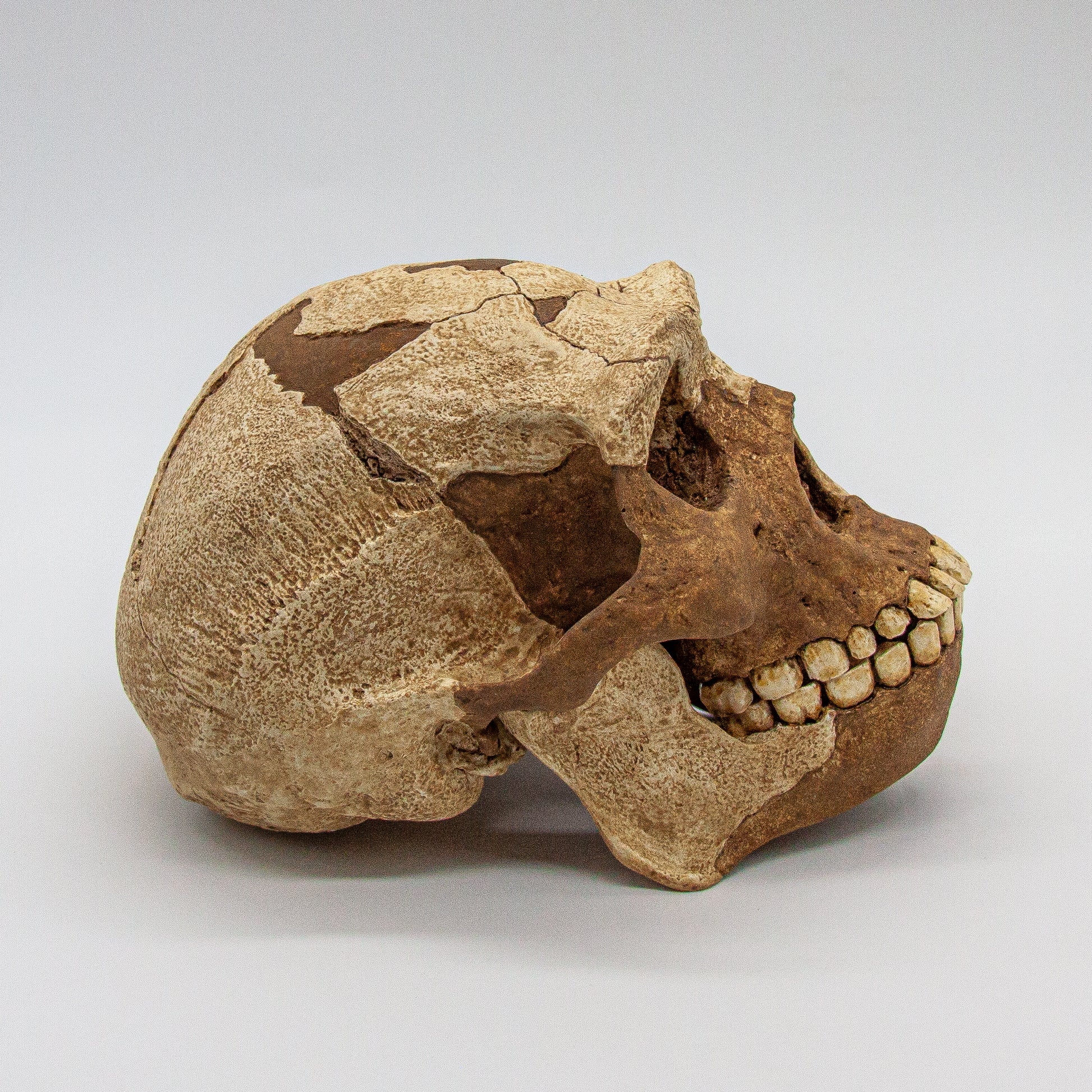 Full display of Peking Man skull replica with certificate of authenticity – museum-grade fossil model.