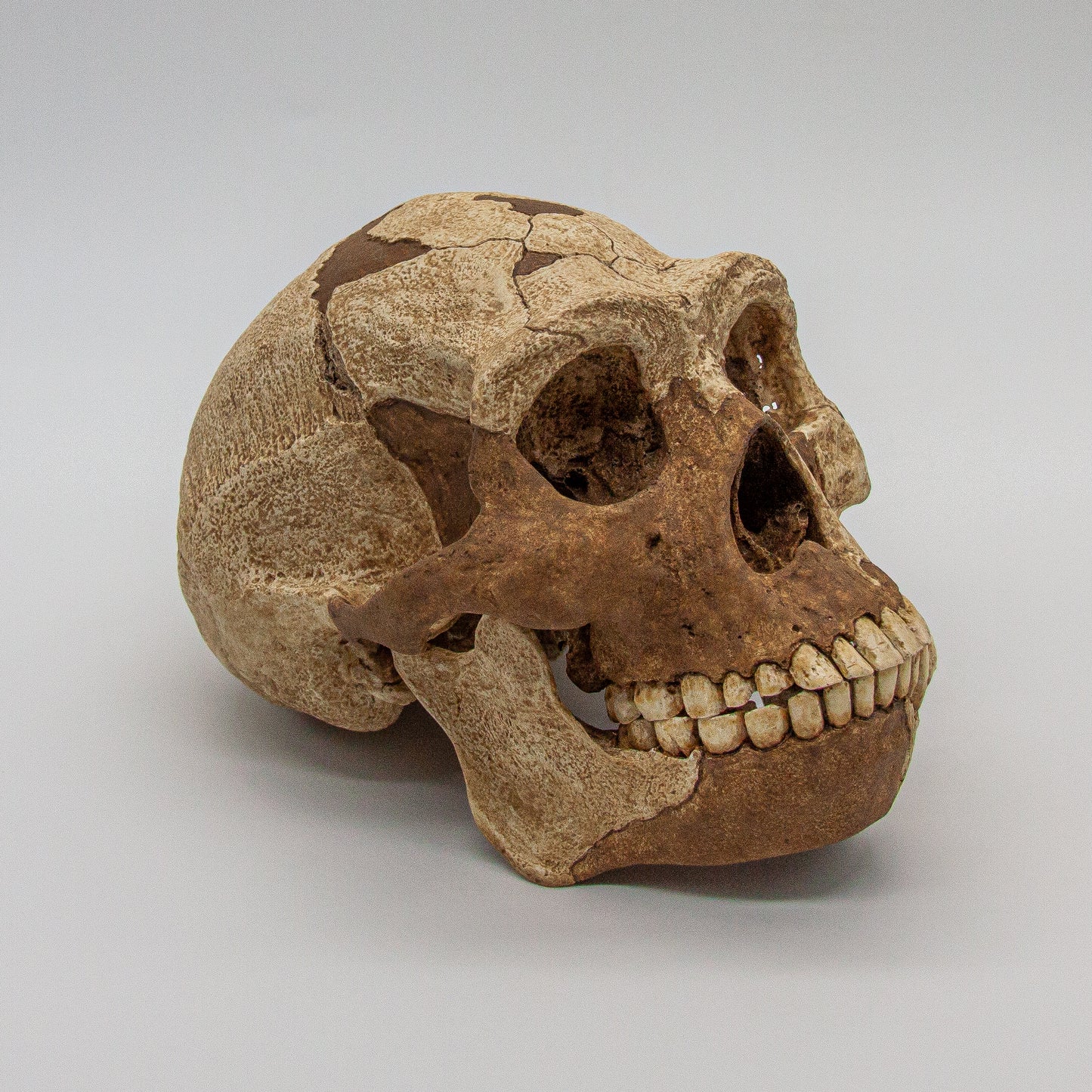Museum quality Homo erectus skull reproduction for universities, museums, and anthropology students.