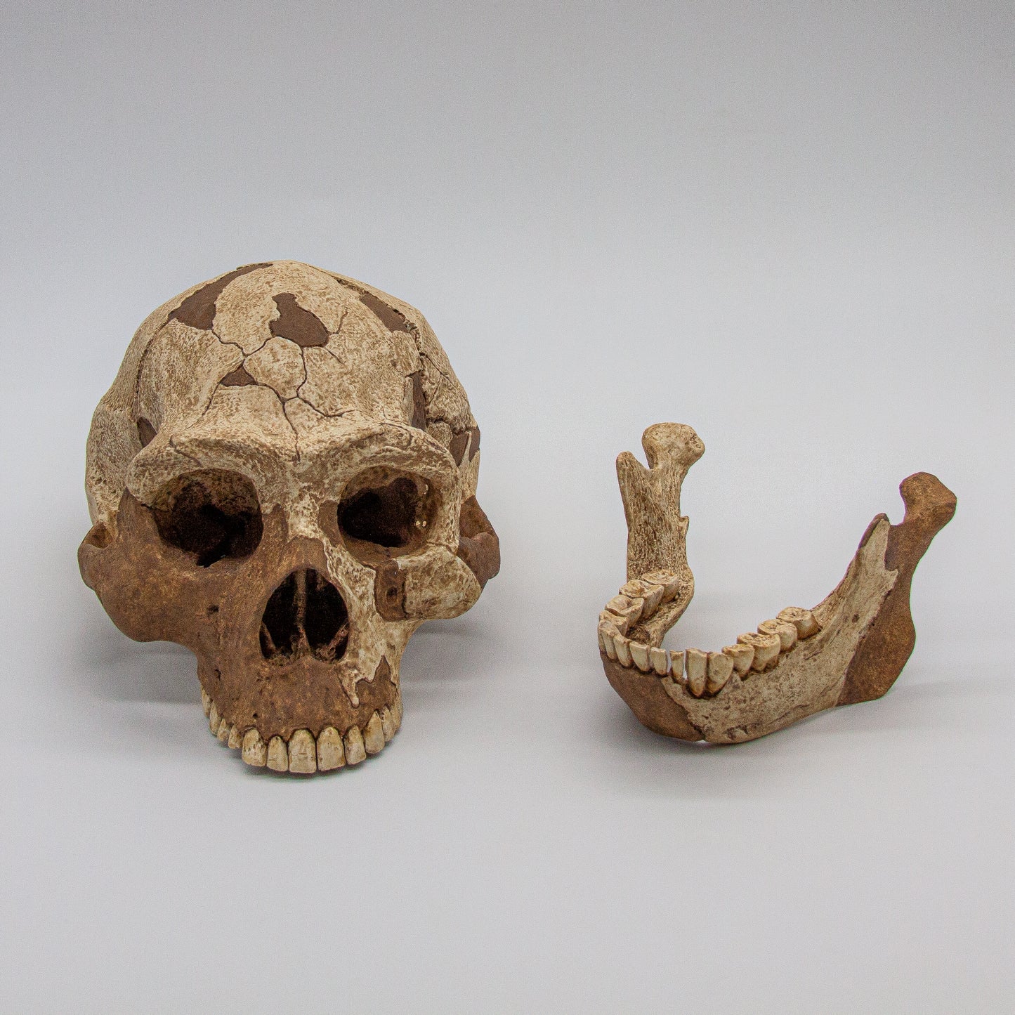 Polyurethane resin Homo erectus skull replica – durable, hand-painted fossil model for collectors.