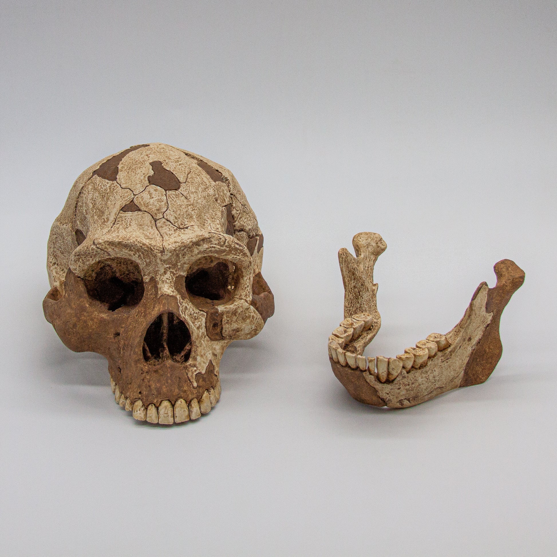 Polyurethane resin Homo erectus skull replica – durable, hand-painted fossil model for collectors.