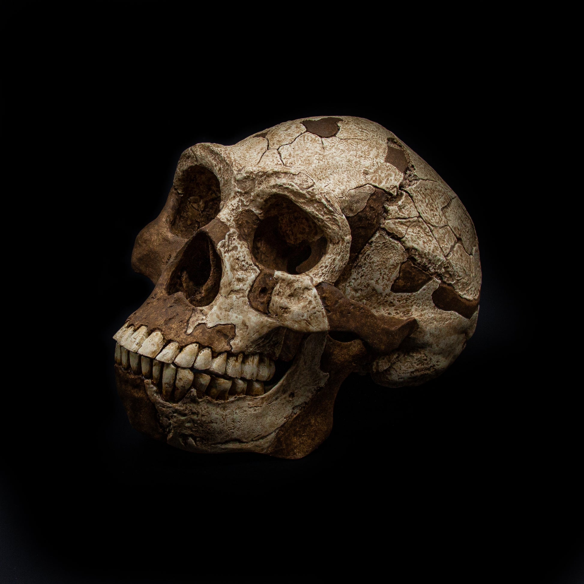 Close-up of Peking Man skull replica highlighting realistic fossil textures and hand-painted details.
