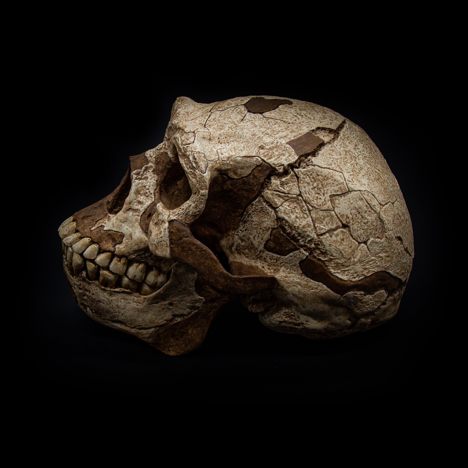 Angled perspective of Peking Man skull reproduction – handcrafted museum-quality fossil cast.