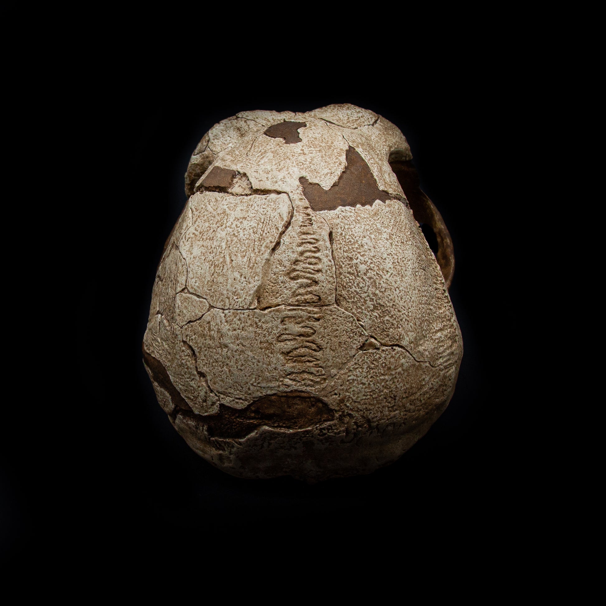 Detailed shot of Homo erectus skull replica showing separate cranium and mandible composition.