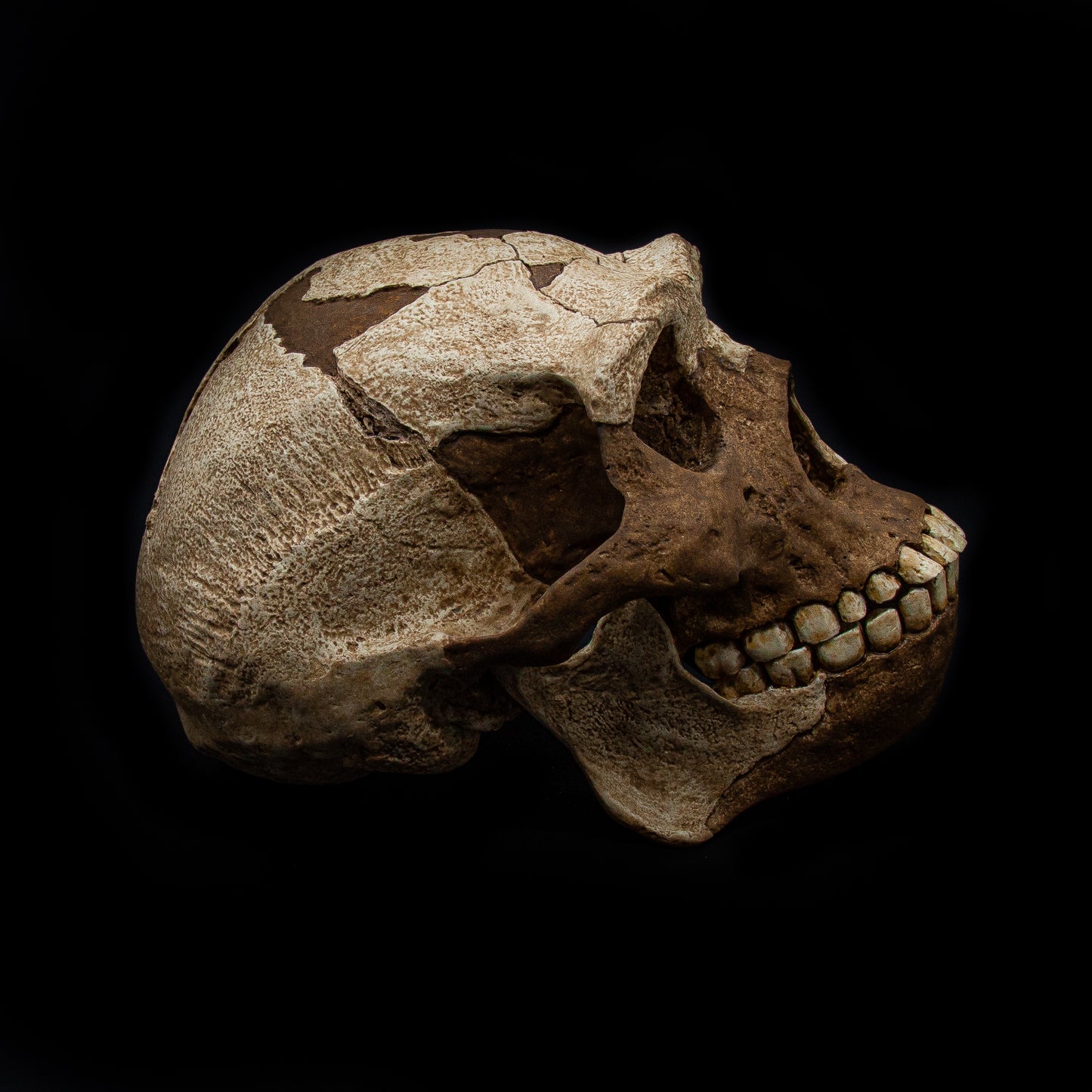 Top view of Homo erectus replica skull – educational anthropology model made from polyurethane resin.