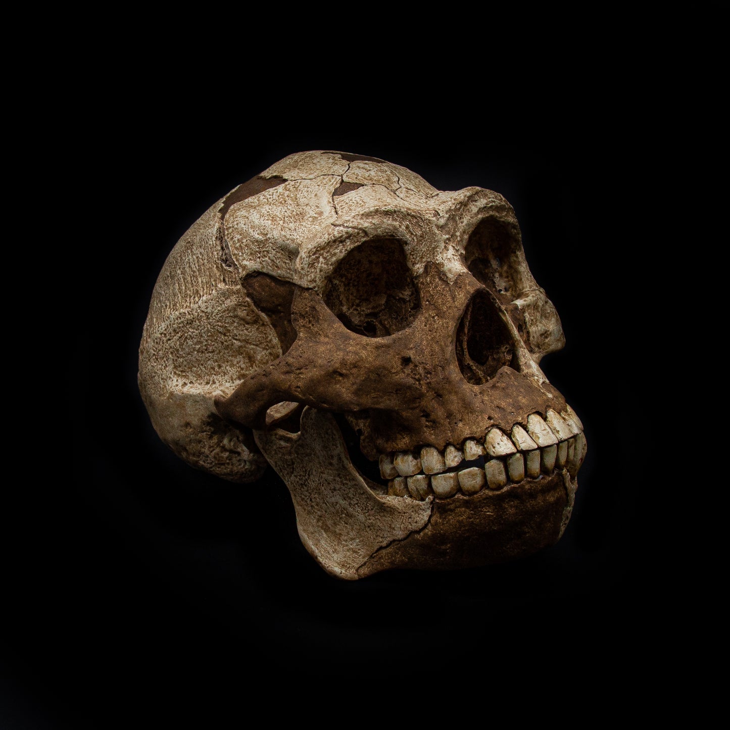 Side profile of Homo erectus skull replica showing light tones for fossil areas and dark tones for reconstructed sections.