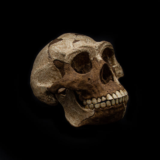 Side profile of Homo erectus skull replica showing light tones for fossil areas and dark tones for reconstructed sections.