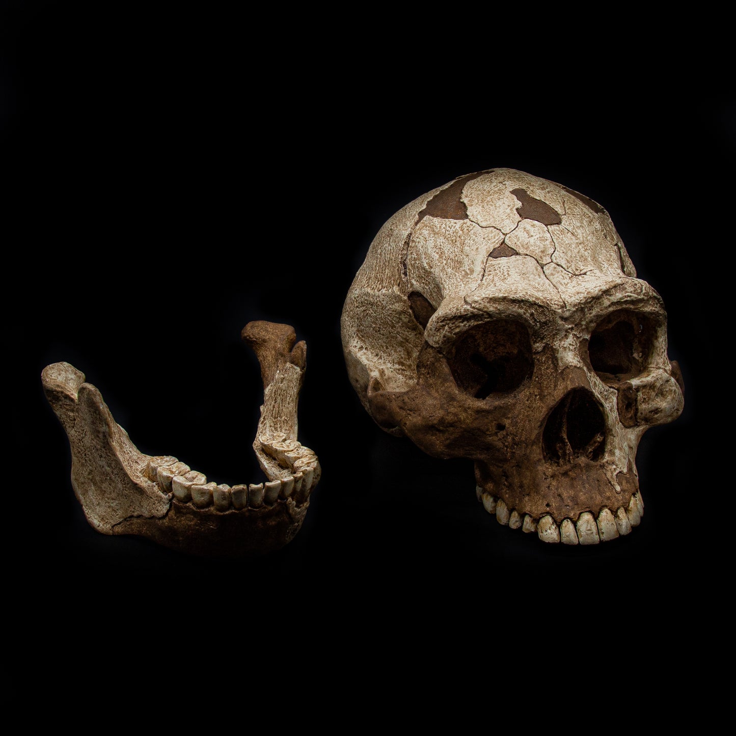 Homo erectus fossil skull replica on neutral background – archaeology teaching aid and collector’s piece.
