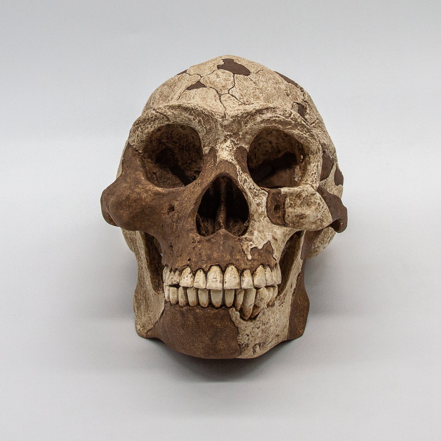 Close-up of jaw and teeth from the Homo erectus skull replica – hand-painted fossil reproduction for education.
