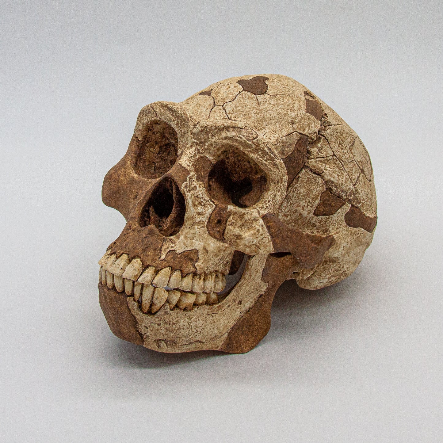 Handcrafted Homo erectus skull model with light and dark tone finish – accurate paleoanthropology replica.