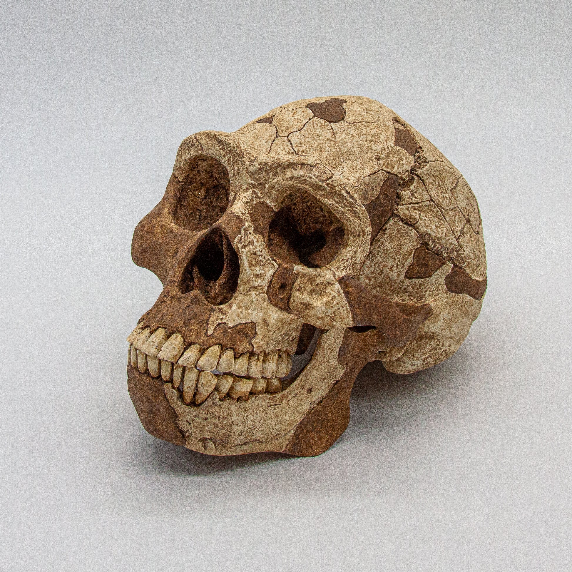 Handcrafted Homo erectus skull model with light and dark tone finish – accurate paleoanthropology replica.