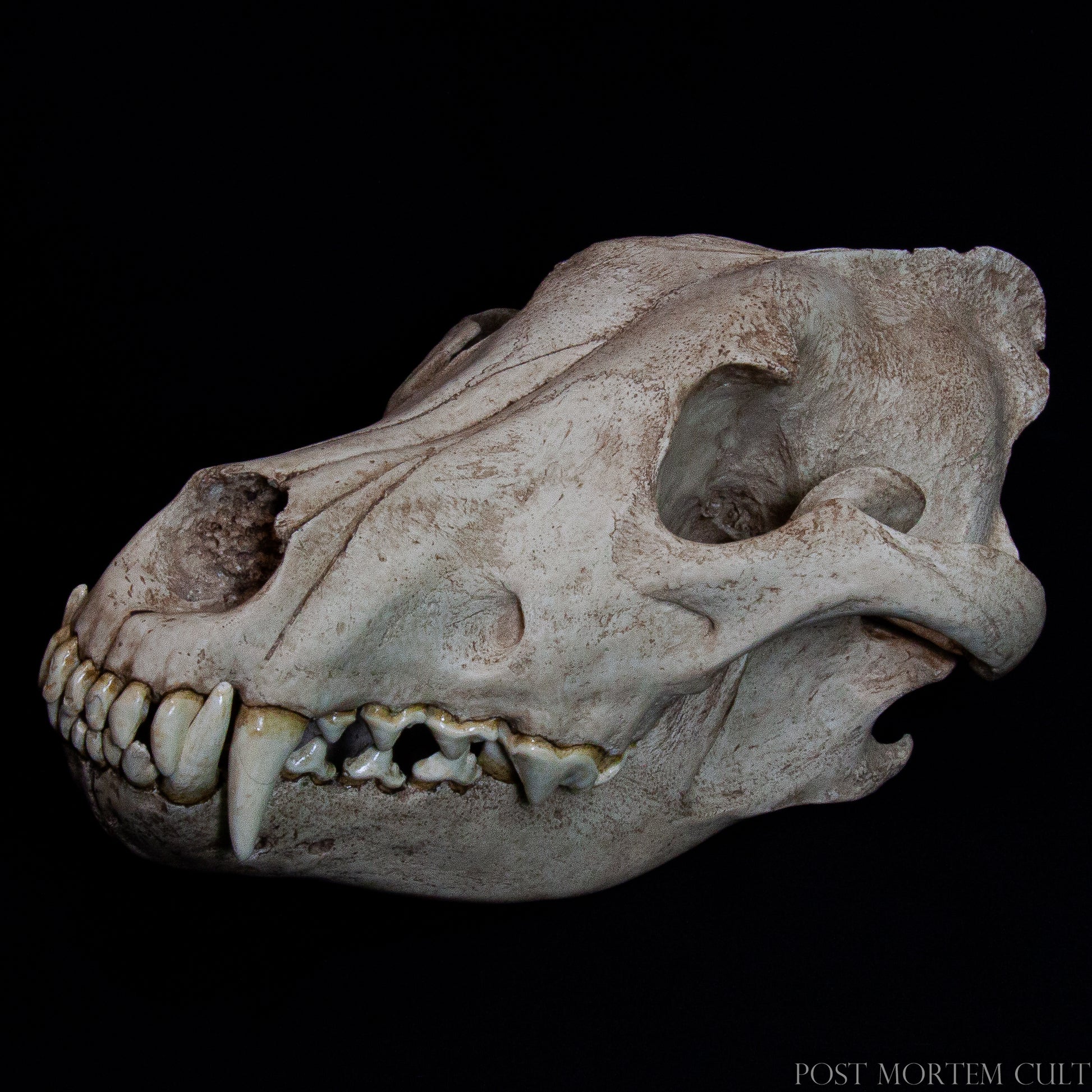 This close-up highlights the fine texture of the hand-painted resin, revealing subtle bone porosity and anatomical accuracy. The smooth yet tactile surface reflects the precision of our casting process and artisanal finish.
