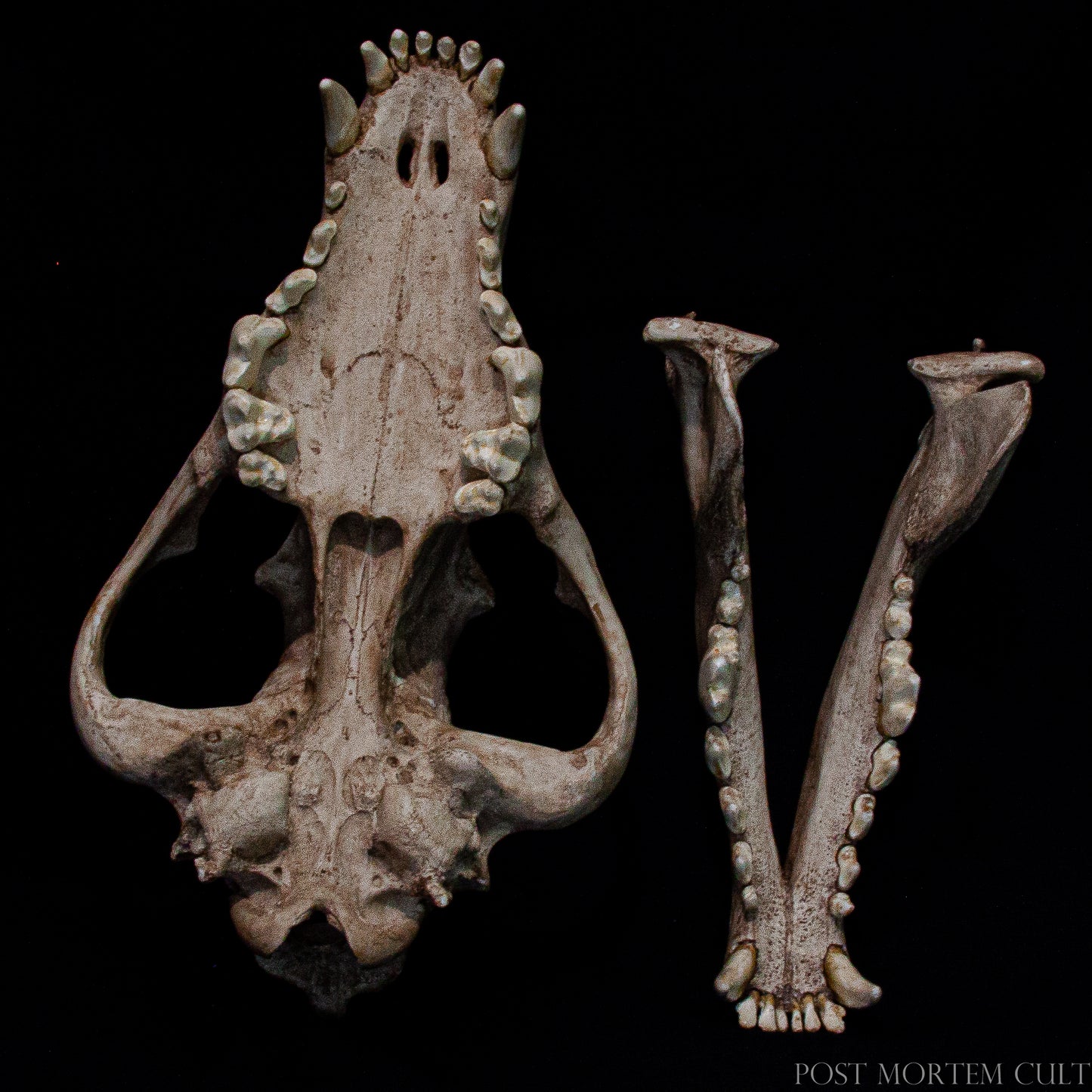 This angle showcases the zygomatic arch and orbital region, important landmarks in the study of mammalian evolution and cranial biomechanics. The replica serves as a durable and accessible educational tool for use in classrooms, laboratories, or private collections.