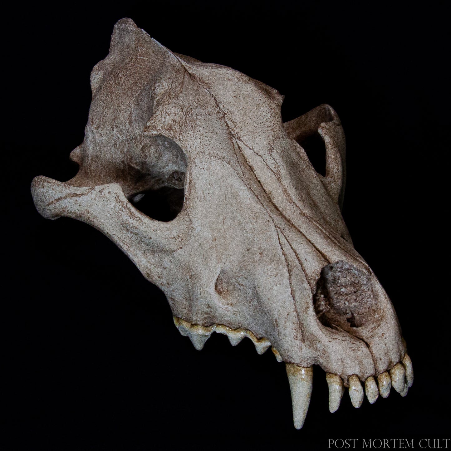 This lateral perspective emphasizes the robust jaw structure and pronounced canines of Canis lupus, offering insight into the species’ predatory adaptations. Ideal for teaching ecological roles and trophic dynamics in zoology and wildlife management courses.