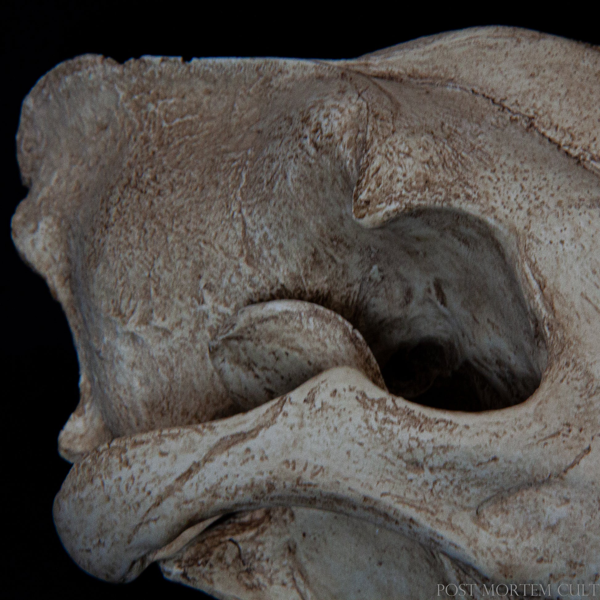 Captured in high detail, this image reveals the porous texture and natural finish of the replica, simulating real bone. Such realism is vital for hands-on learning in osteology and anatomy, particularly in environments where access to actual specimens is limited.