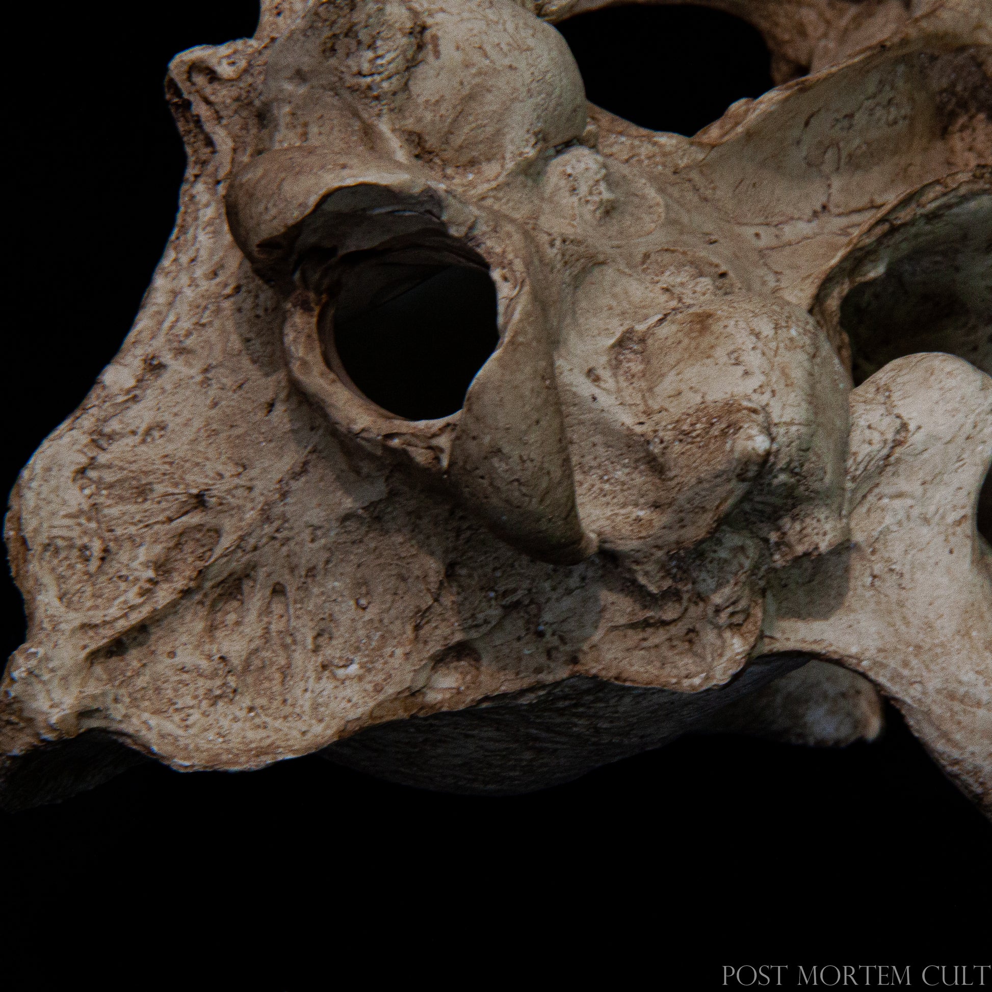 
A detailed close-up highlighting the sutures of the Canis lupus skull, this replica is indispensable for comparative anatomy studies. It allows students and professionals to identify cranial fusion patterns and understand developmental biology in carnivores.