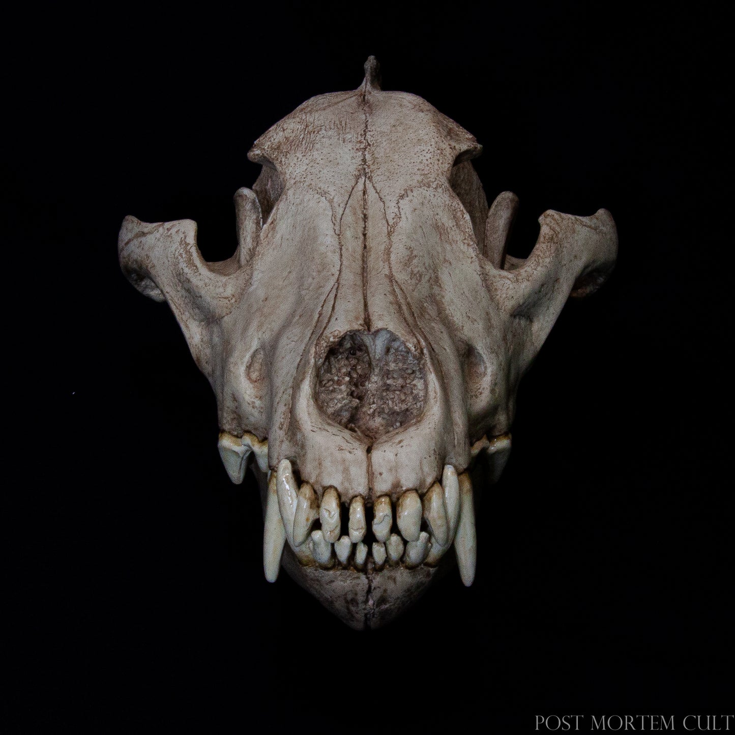 Captured from a lateral view, this photograph showcases the museum-quality reproduction of the Canis lupus skull. Each ridge and suture line is sculpted with scientific fidelity, emphasizing the superior material and detail retention of the polyurethane resin.