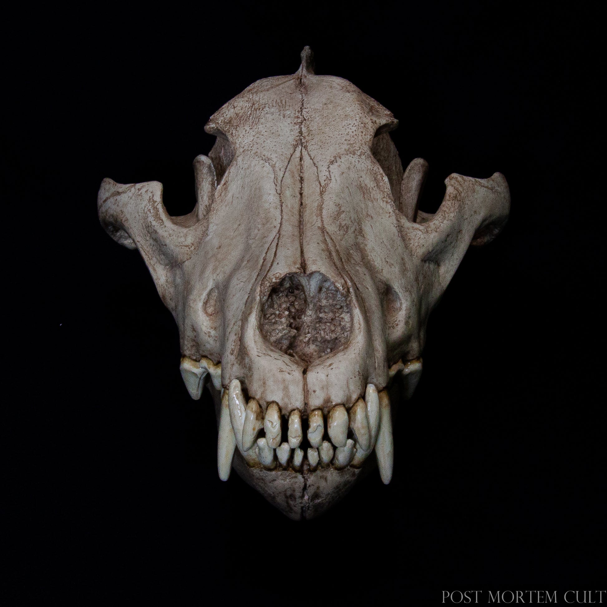 Captured from a lateral view, this photograph showcases the museum-quality reproduction of the Canis lupus skull. Each ridge and suture line is sculpted with scientific fidelity, emphasizing the superior material and detail retention of the polyurethane resin.