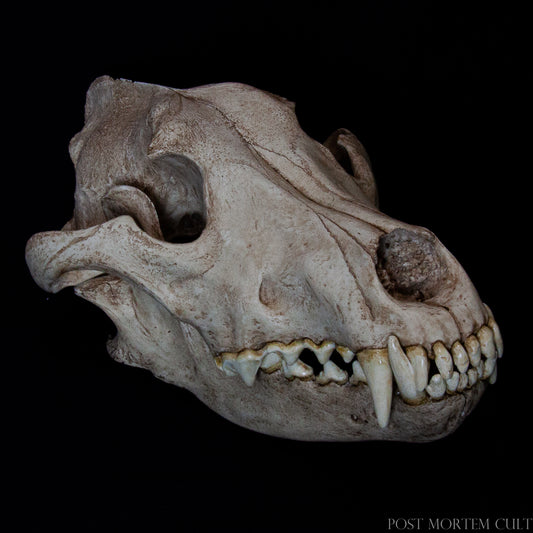 The image focuses on the mandible articulation, displaying the realistic fit and anatomical precision achieved through direct casting from an authentic European wolf skull. The earth-toned hand-painted finish enhances the naturalistic effect.