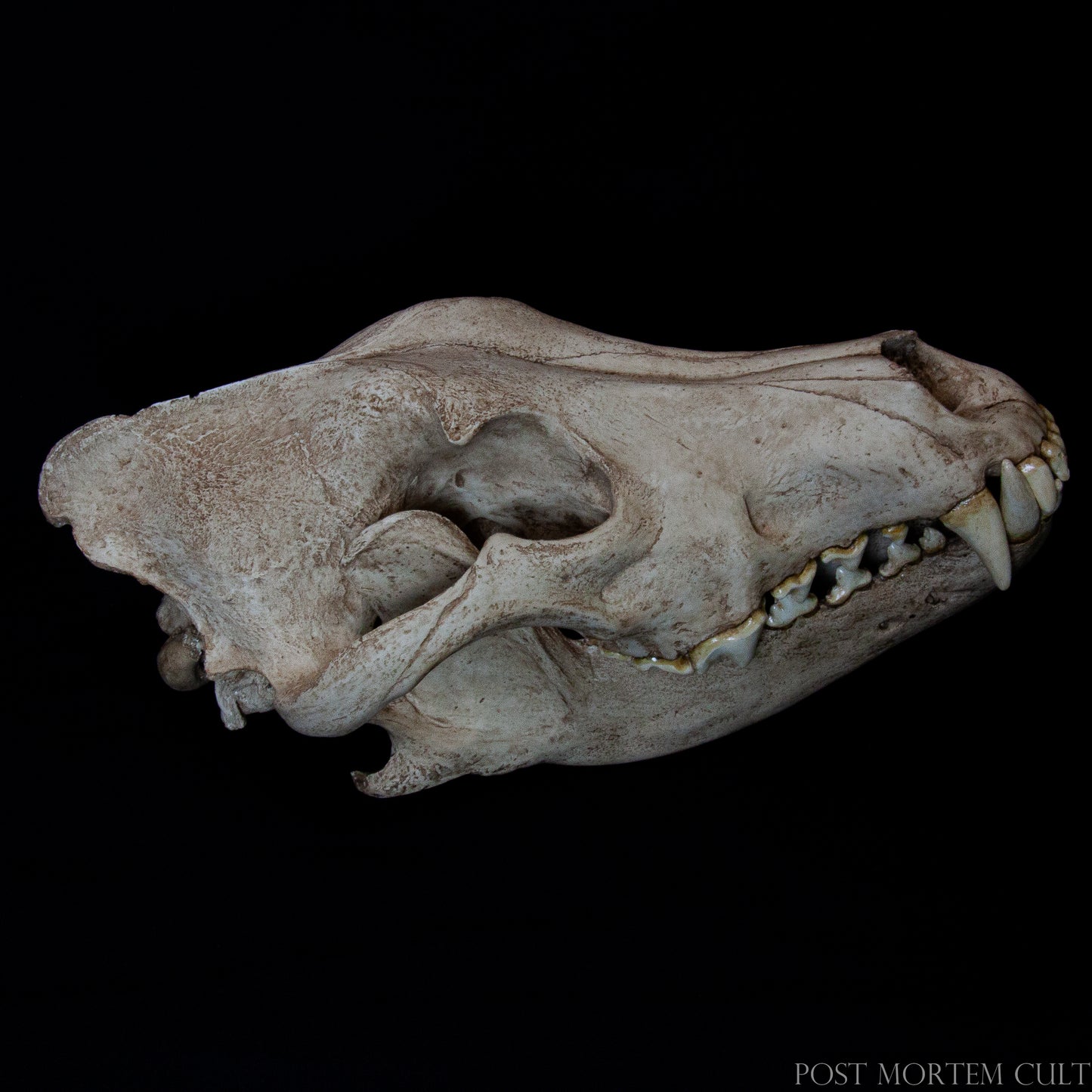 Framed against a neutral background, this composition captures the full form and balance of the skull and mandible. The quality craftsmanship is evident in the realistic proportions, scientific detail, and tactile matte finish of the resin surface.