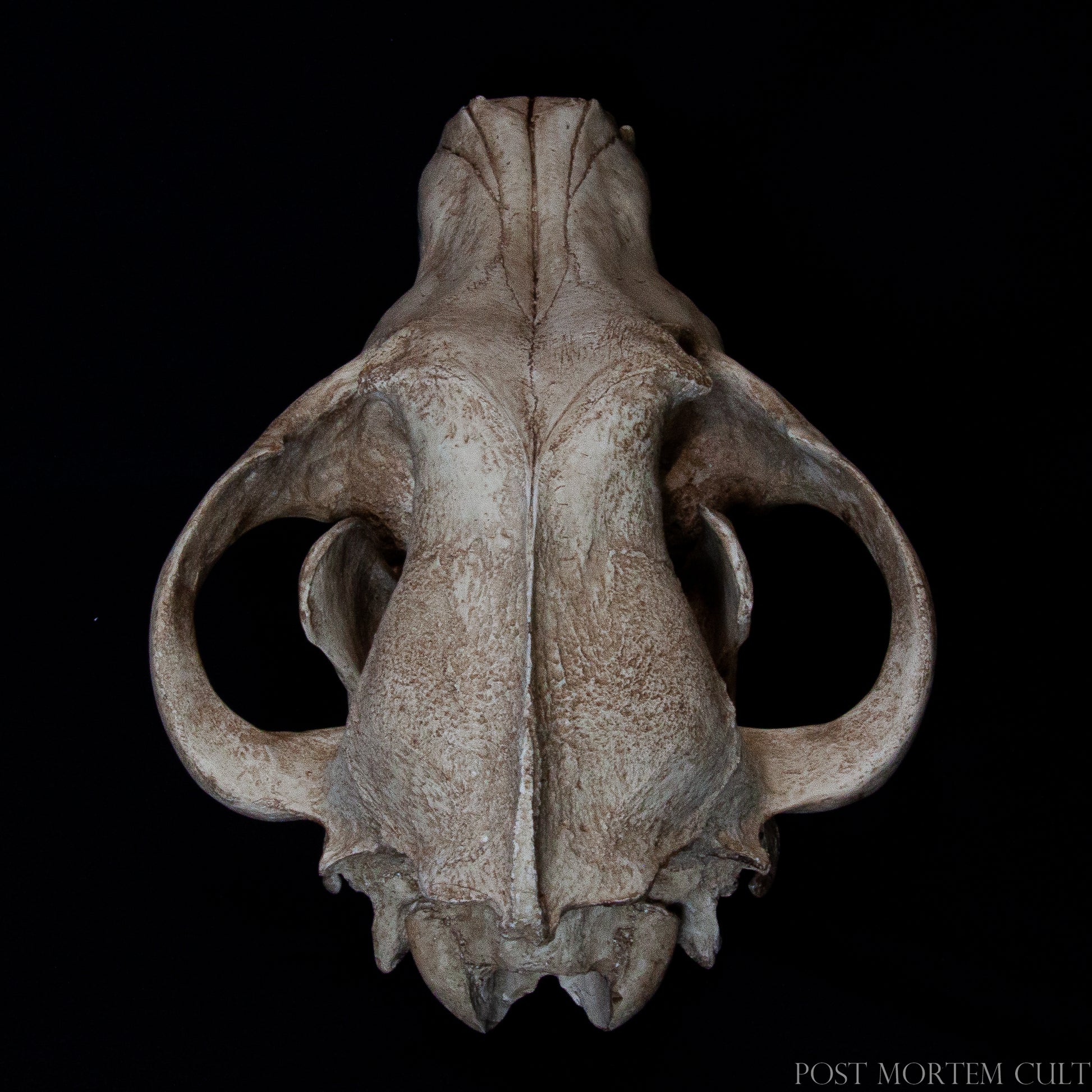 This photograph captures the anatomical structure of the Canis lupus skull, a critical reference for comparative anatomy and veterinary studies. The pronounced sagittal crest and dentition are faithfully replicated, offering a reliable model for biological and academic observation.