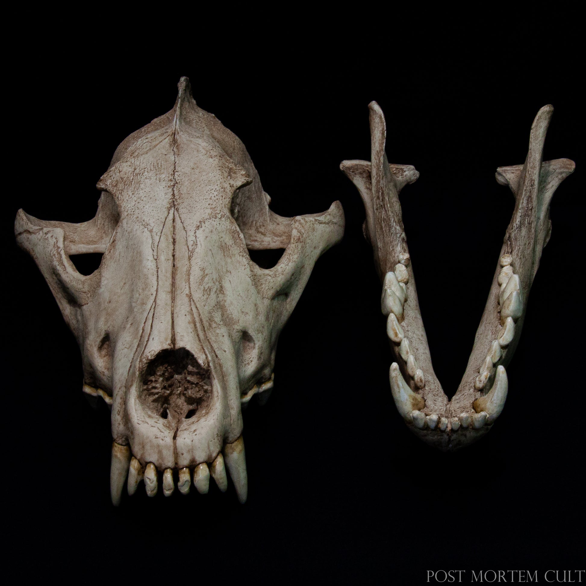 Photographed in natural light, the skull's texture and coloration replicate that of aged bone. This provides a visual and tactile reference for forensic anthropology, wildlife biology, and museum curation, where precision and realism are paramount.