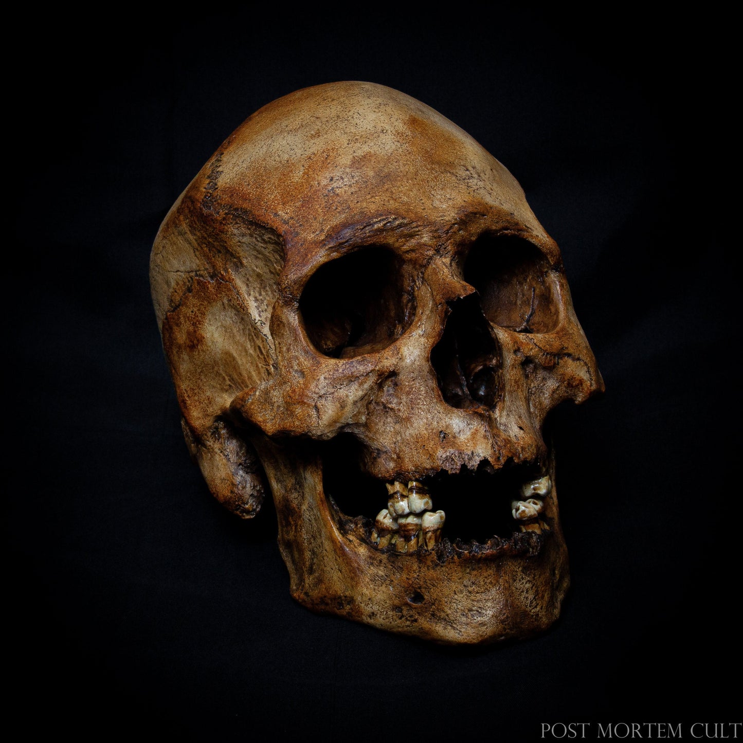 Exceptional Realism and Detail: This European male skull replica offers intricate details and hand-painted features, making it a standout piece for collectors and scientific decor.