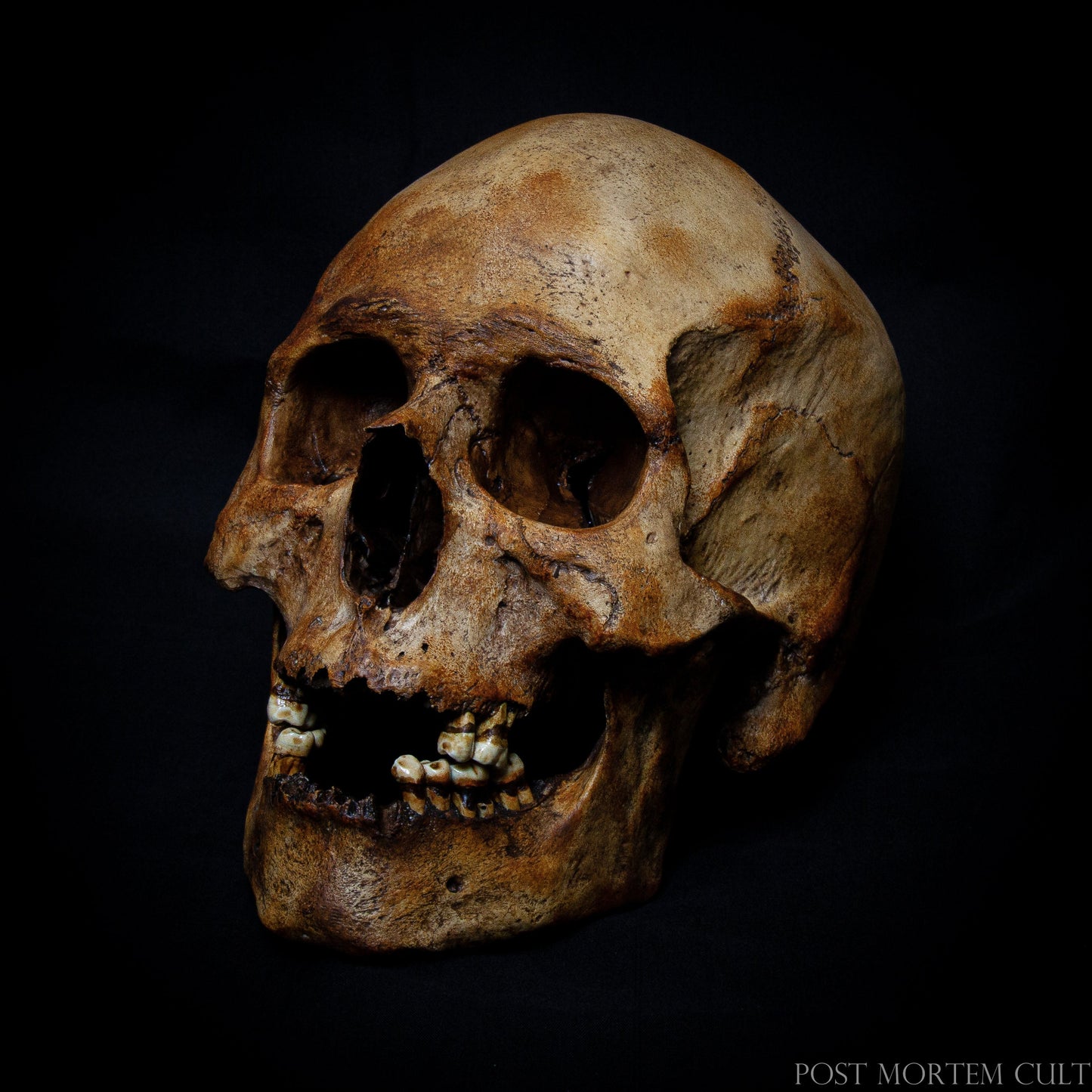 Collectible and Realistic: With its hand-painted finish and precise details, this male skull is an extraordinary addition to any collector’s display or educational tool.