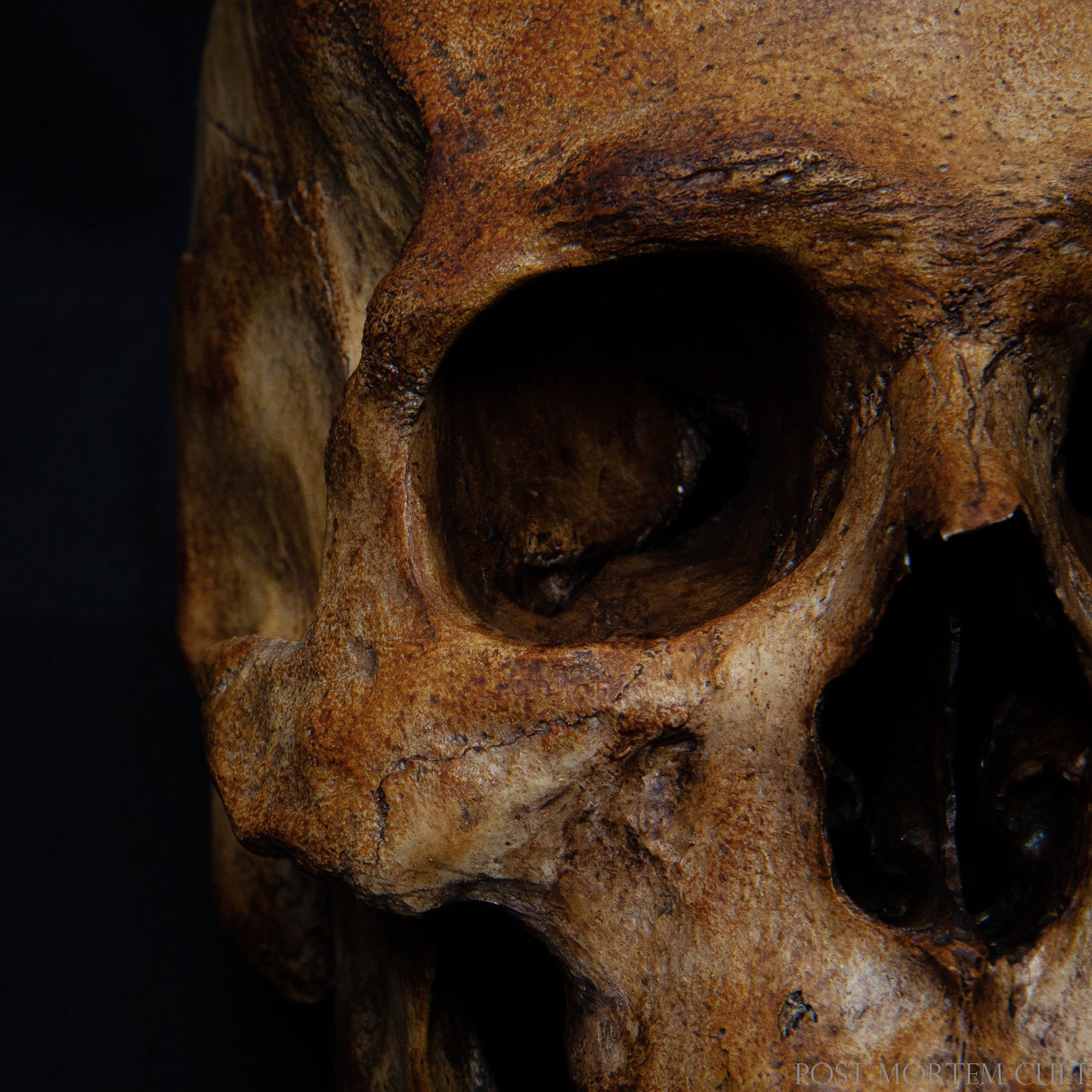 Realistic Representation: This skull replica is a true-to-life representation of a European male skull, with detailed sutures, teeth placement, and bone texture for an authentic look.