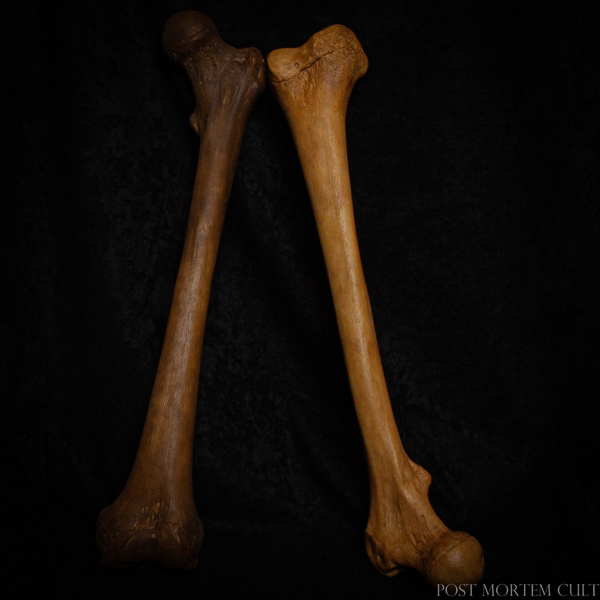 Lifelike Femur Model with Organic Tones: Experience the realistic texture and weight of this femur replica, made from high-quality polyurethane resin. Its hand-painted finish features organic tones, adding depth and realism to every curve and line. Perfect for anatomy enthusiasts, this piece provides a detailed and accurate representation of human bone structure.